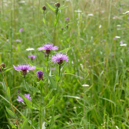 شقة Sommerfrische In Einem Der 1960er Jahre *