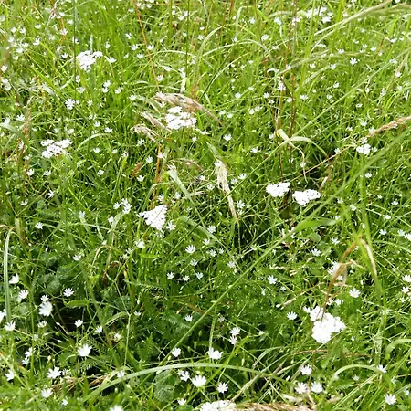 Sommerfrische In Einem Der 1960er Jahre アフリッツ