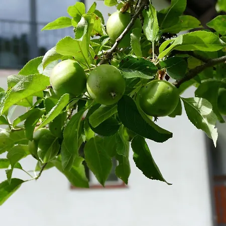 Sommerfrische In Einem Der 1960er Jahre أفريتز
