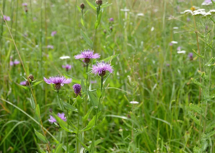 شقة Sommerfrische In Einem Der 1960er Jahre *