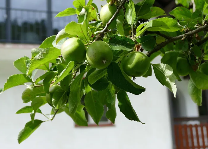 Sommerfrische In Einem Der 1960er Jahre Afritz am See